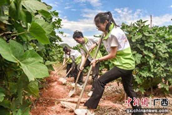 广西高校师生到田间地头上“行走的思政课”