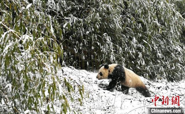 （中国新貌）“国宝”大熊猫：栖居更美境 云游更广天