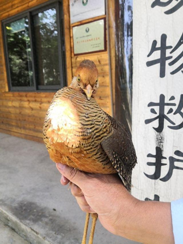 假期“不打烊”！这个国庆一起守护野生动物吧