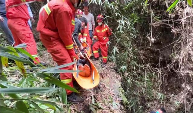 老年采药团上山采“物资”却被山顶“截胡”？