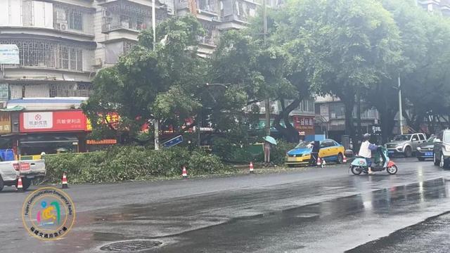 福州仓山区一大树倒伏，出租车被压？最新回应