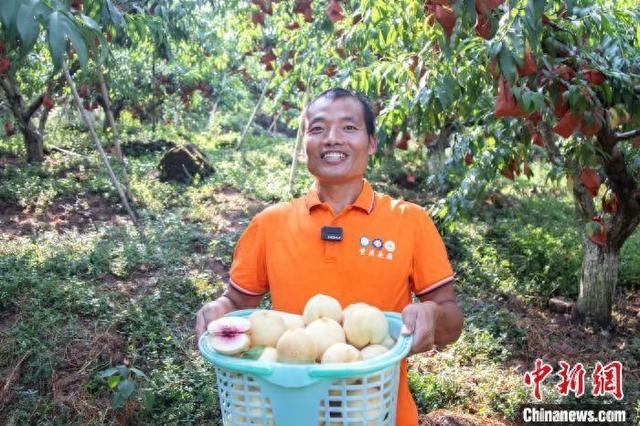 （乡村行·看振兴）重庆“头雁”归乡筑梦 深耕乡村“甜蜜”事业