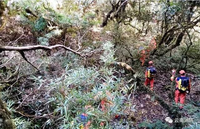 紧急提醒！突然爆火的哀牢山，曾有专业人员在此遇难……