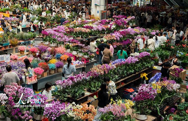 云南昆明：斗南花卉市场人头攒动