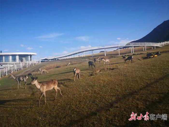 祁连探绿——筑牢国家西部生态安全屏障的河西走廊答卷