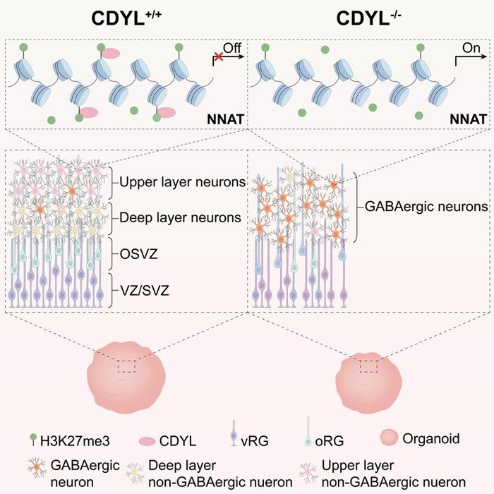 Cell Reports王韵课题组揭示CDYL在大脑皮层发育中的关键作用 财经头条