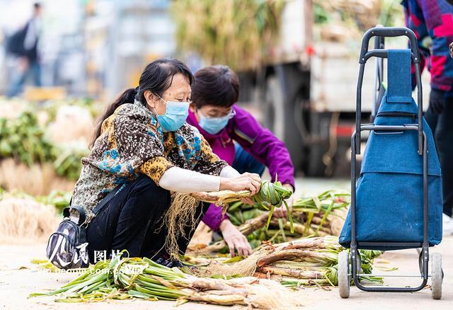 内蒙古呼和浩特：冬储菜上市