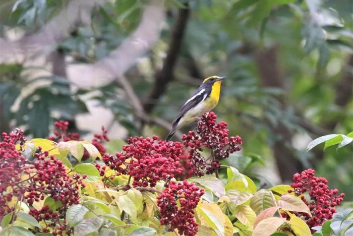 【探索】重阳佳节，一起来了解下这些寓意美好的重阳节相关植物吧→