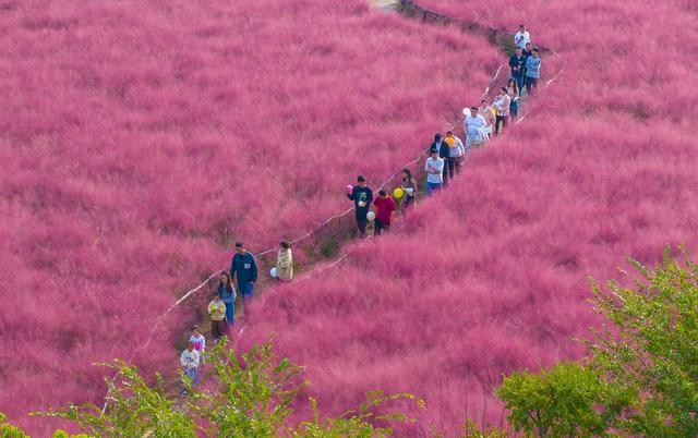 江苏宿迁：粉黛乱子草盛放扮靓秋日