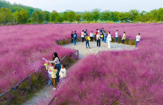 江苏宿迁：粉黛乱子草盛放扮靓秋日