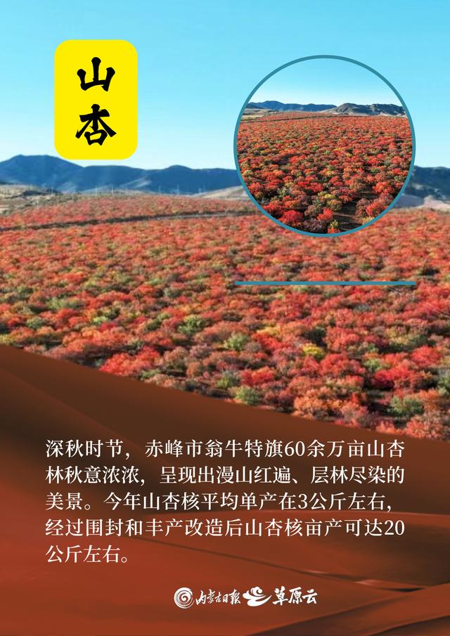 看内蒙古丰收图鉴，每一幅都是香甜的味道！