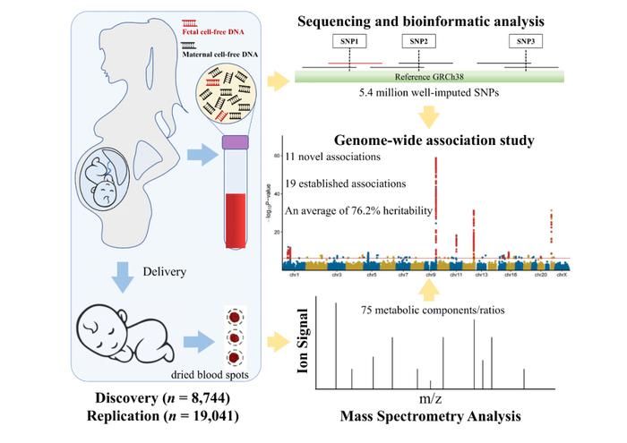 六篇Cell Genomics | 产检迈向个性化？孕期生化、母子代谢及妊娠期糖尿病的遗传密码(图7)