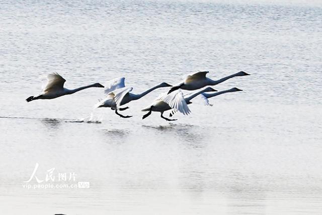 山东荣成：天鹅湖迎来首批越冬大天鹅