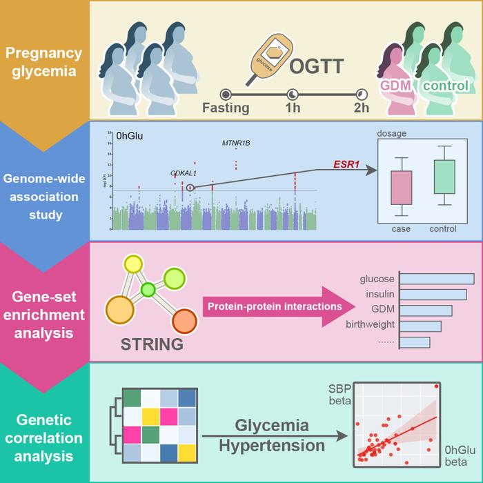 六篇Cell Genomics | 产检迈向个性化？孕期生化、母子代谢及妊娠期糖尿病的遗传密码(图9)