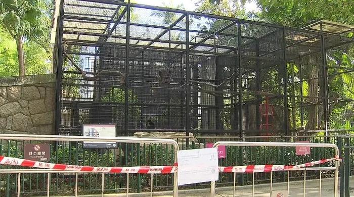 香港动植物公园9只猴子离奇死亡