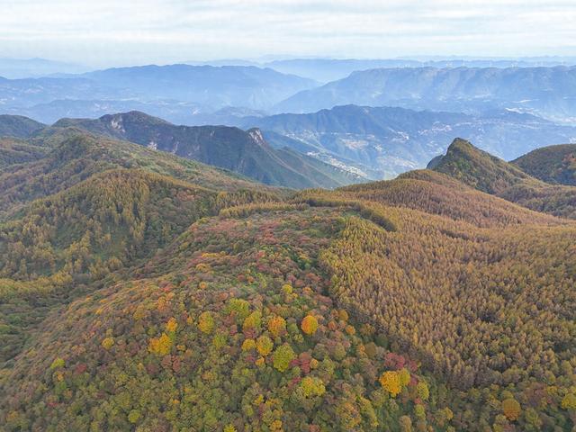 重庆巫山：梨子坪秋意浓