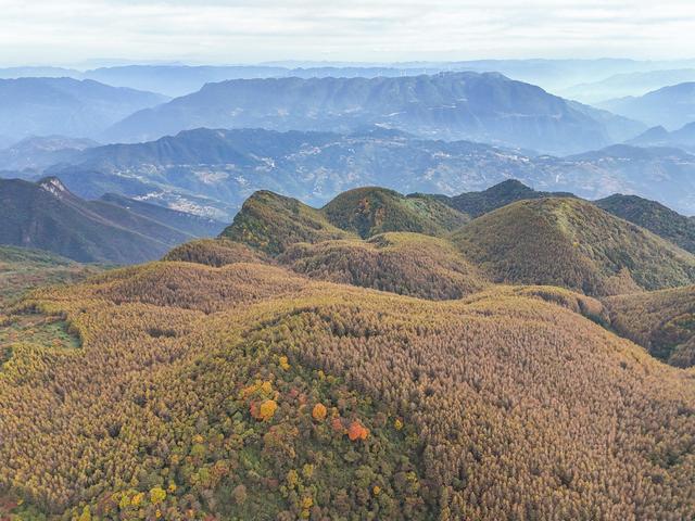 重庆巫山：梨子坪秋意浓