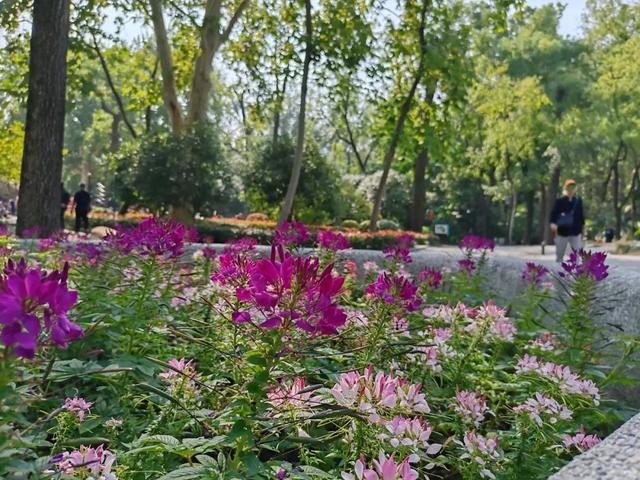 如果你路过中山公园，别错过这片“蝴蝶花海”