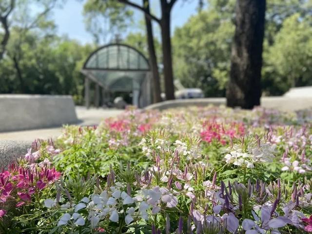 如果你路过中山公园，别错过这片“蝴蝶花海”