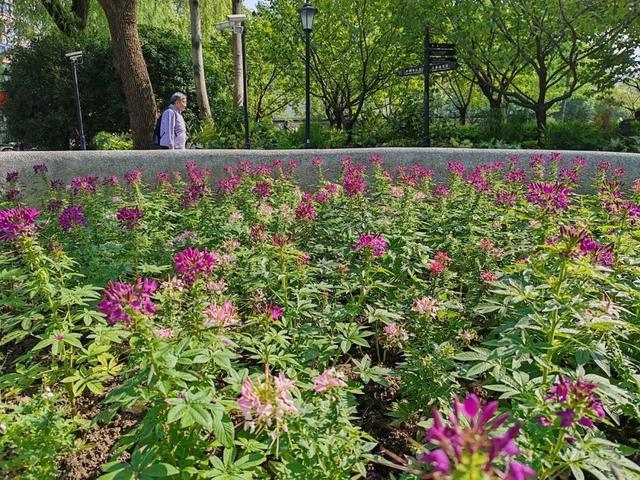 如果你路过中山公园，别错过这片“蝴蝶花海”