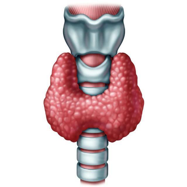 甲状腺功能这些指标怎么看？手把手教你看懂！(图5)