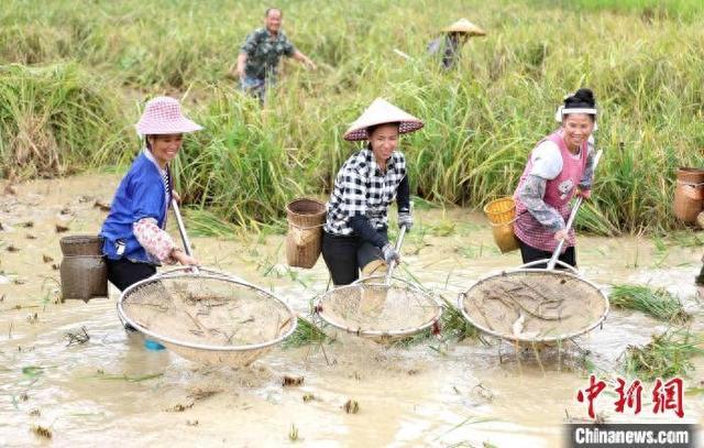 广西三江：高山稻鱼迎丰收