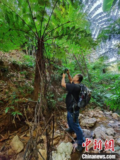 广西昭平南山茶海景区周边发现大量植物“活化石”桫椤