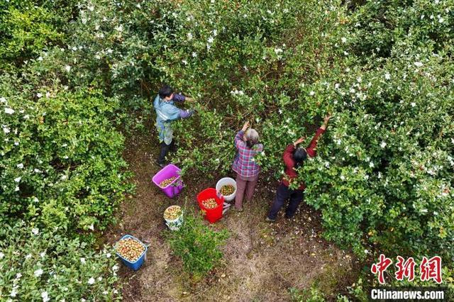 贵州贵定：油茶丰收