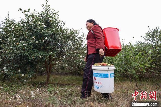 贵州贵定：油茶丰收