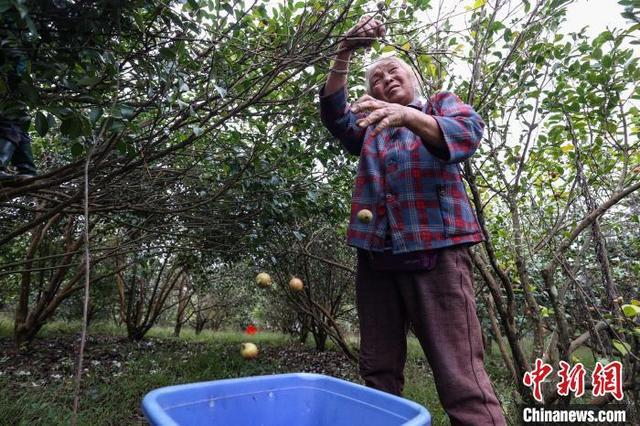 贵州贵定：油茶丰收