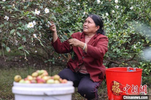 贵州贵定：油茶丰收