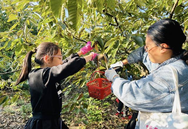 南京鼓楼凤凰西街社区：青少年劳动实践活动探索大自然的丰收奥秘