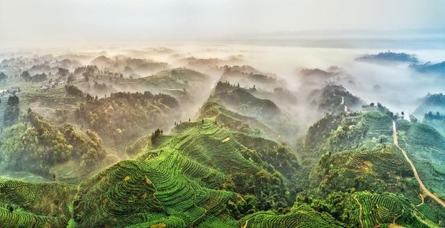 “雅安茶”香飘法兰克福