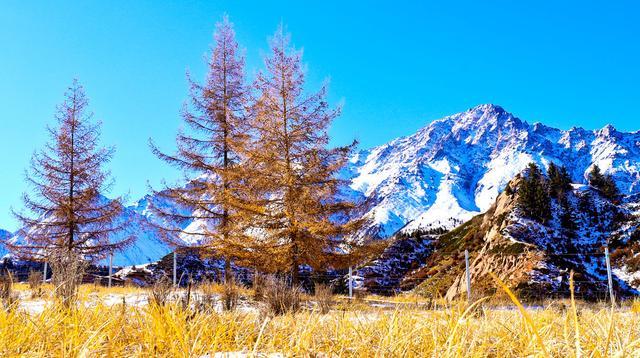 甘肃张掖：祁连雪山映衬下的树木色彩斑斓