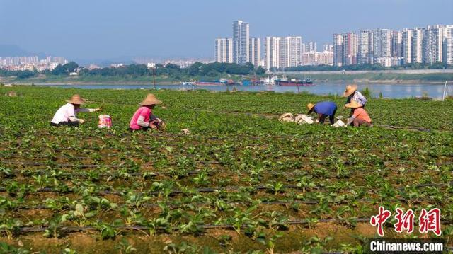 广西梧州：霜降至 农事忙