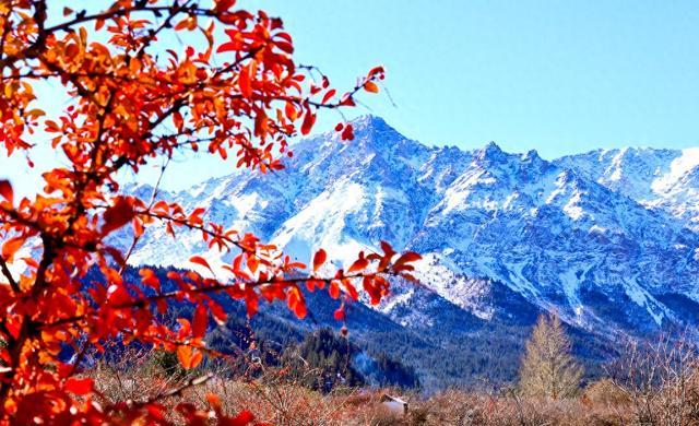 甘肃张掖：祁连雪山映衬下的树木色彩斑斓