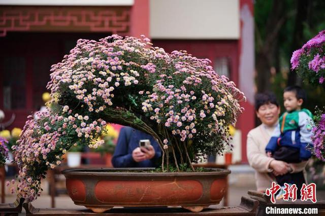 云南昆明：菊花盛开引游人