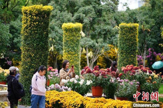 云南昆明：菊花盛开引游人