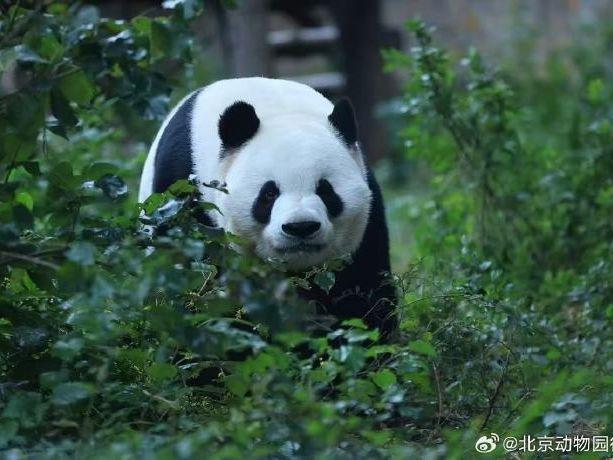 北京日报社区小板报 | 最后两天！免费领，手慢无