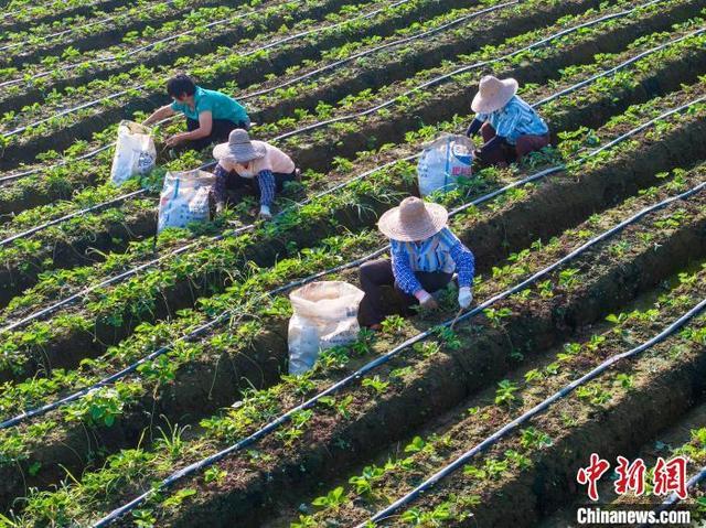 广西梧州：霜降至 农事忙