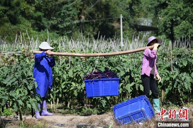 广西罗城仫佬山乡：田间农事忙