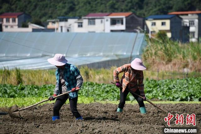 广西罗城仫佬山乡：田间农事忙