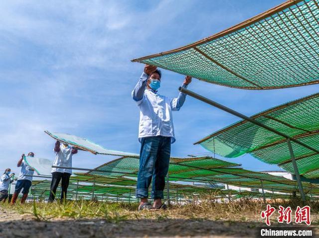 广西岑溪米粉生产忙 民众家门口就业奔富