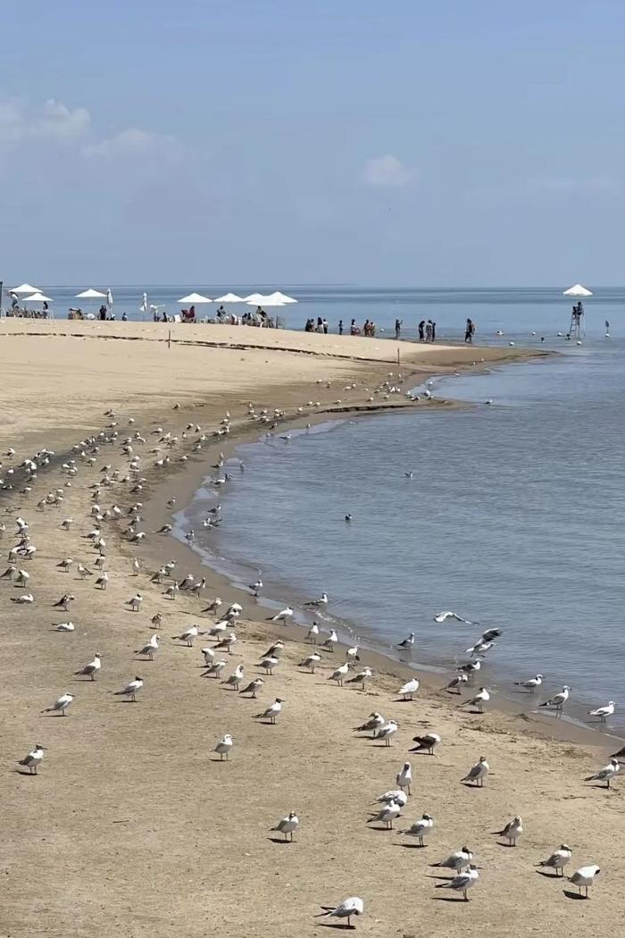 西班牙籍自媒体创作者喂海鸥吃馕 “没想到新疆的海鸥是吃馕长大的”