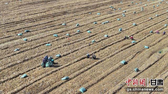 张掖民乐药材起苗供市场