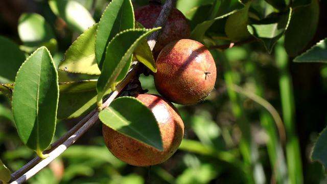 湖南衡阳县56.6万亩油茶丰收采摘忙