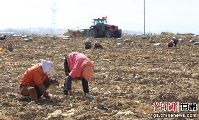 张掖民乐药材起苗供市场