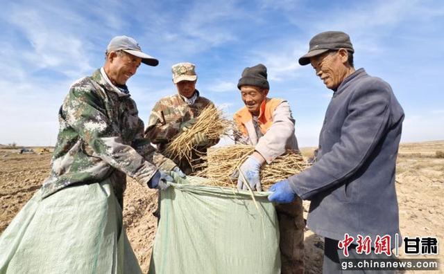 张掖民乐药材起苗供市场