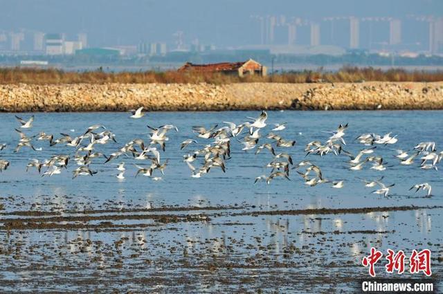 山东青岛：滨海湿地迎迁徙候鸟