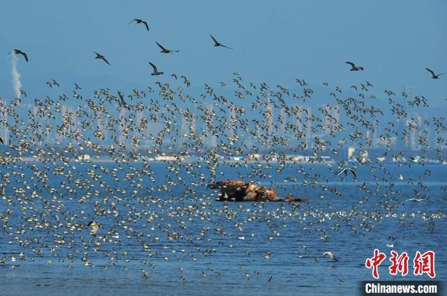 山东青岛：滨海湿地迎迁徙候鸟